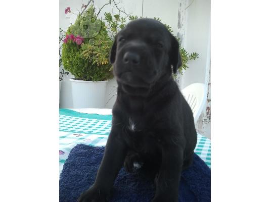 PoulaTo: ημιαιμο λαμπραντορ